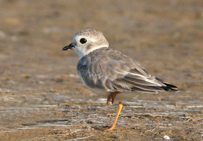 Piping plover