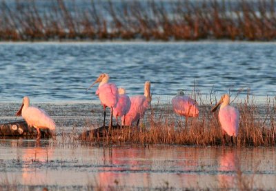 Roseate Spoonbills