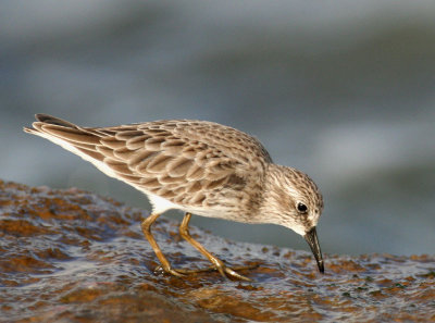 Least Sandpiper