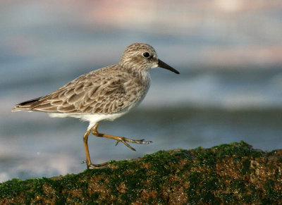 Least Sandpiper