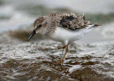 Least Sandpiper