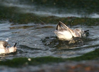 Sanderling and sandpiper