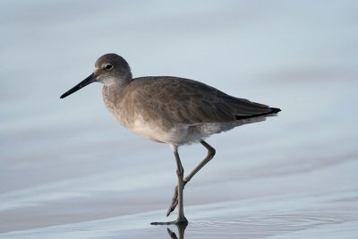 Willet