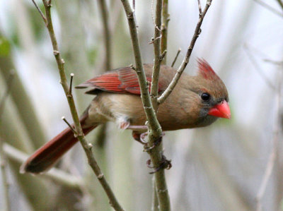 Northern cardinal