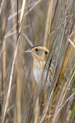 Nelson's Sparrow