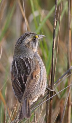 Seaside sparrow