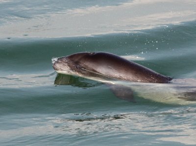 Harbour Porpoise breaking the surface 03