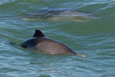 Harbour Porpoises 02