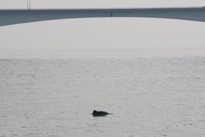 Harbour Porpoise / Bruinvis bij de Zeelandbrug