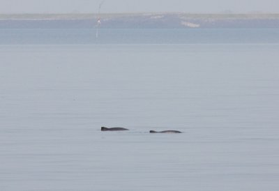 Logging Harbour Porpoises / Rustende bruinvissen