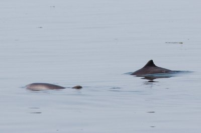 Logging Harbour Porpoises / Rustende bruinvissen