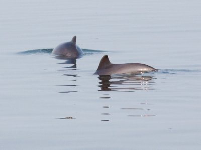 Harbour Porpoises 01