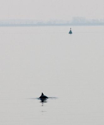 Harbour Porpoise / Bruinvis