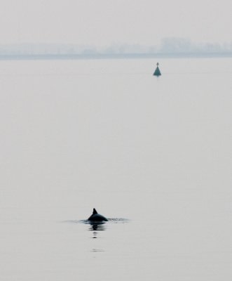 Harbour Porpoise / Bruinvis