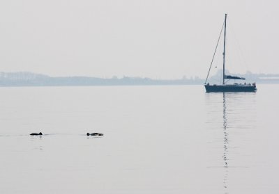 Harbour Porpoises and sailing ship / Bruinvissen en zeilboot