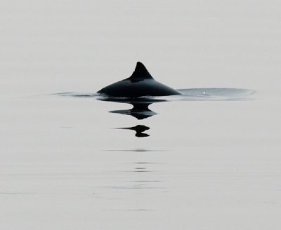 Harbour Porpoise / Bruinvis