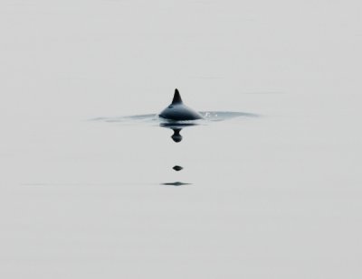 Harbour Porpoise / Bruinvis