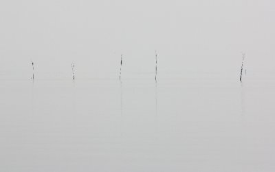 Wooden poles