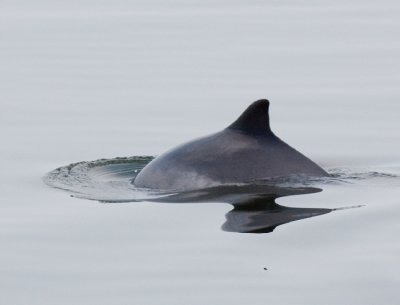 Harbour Porpoise / Bruinvis