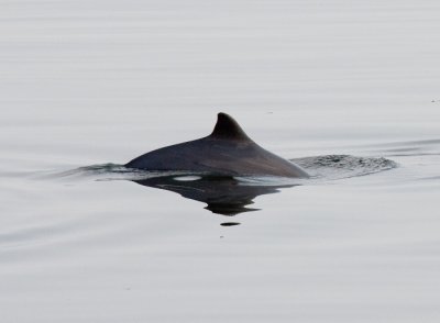 Harbour Porpoise / Bruinvis