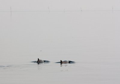 Harbour Porpoises / Bruinvissen