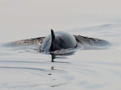 Harbour Porpoise / Bruinvis