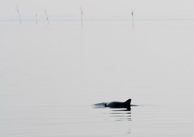 Harbour Porpoise / Bruinvis