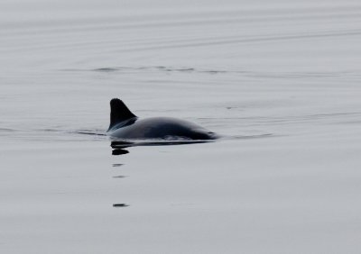 Logging Harbour Porpoise / Rustende bruinvis