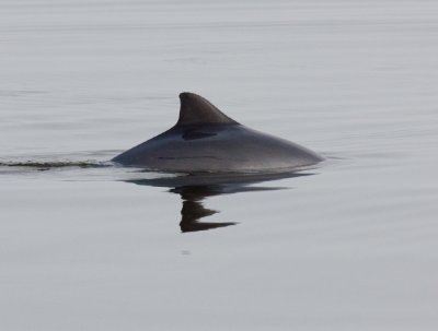 Harbour Porpoise / Bruinvis
