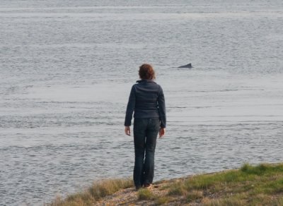 Annewieke and Harbour Porpoise / Annewieke en Bruinvis