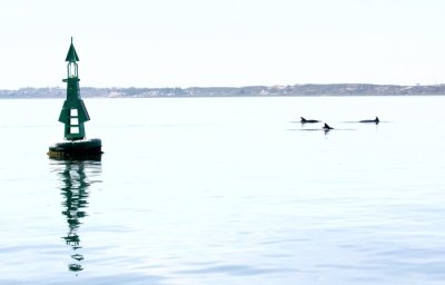 Three dolphins near Troia Peninsula