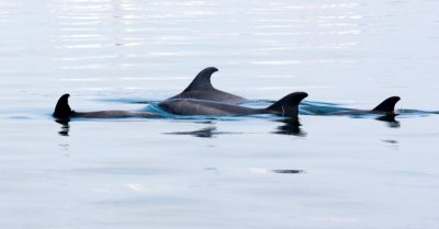 Os roazes do Sado - The Bottlenose Dolphins of the Sado Estuary