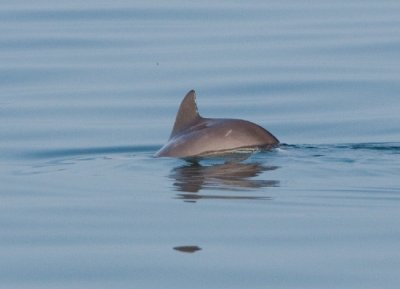 Bruinvis bij de Zeelandbrug II