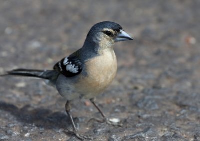 Chaffinch
