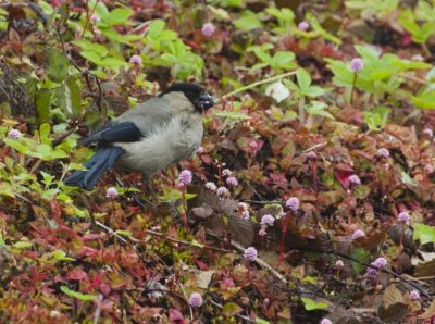 Azorean Bullfinch 02