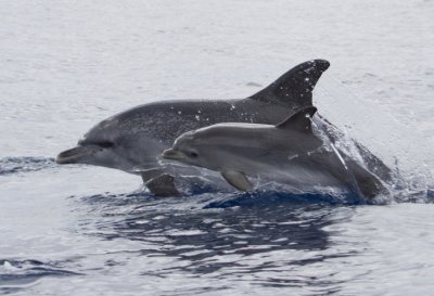 Spotted Dolphins 03