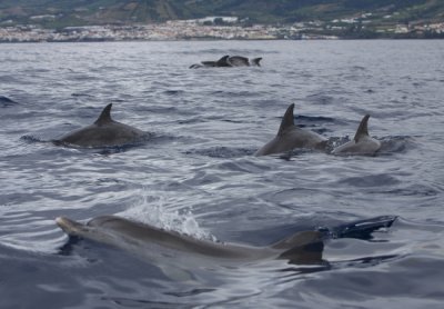 Spotted Dolphins 01
