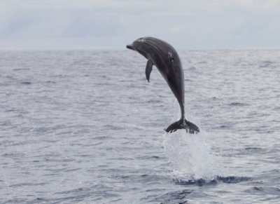 Spotted Dolphins 01