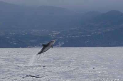 Spotted Dolphin 02