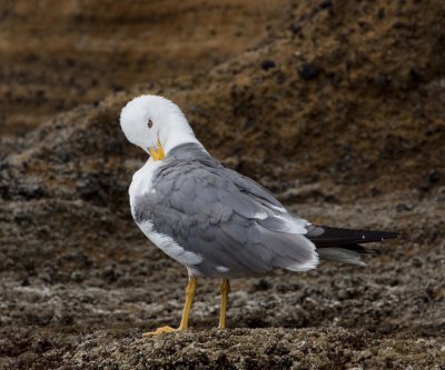 Yellow-Legged Gull