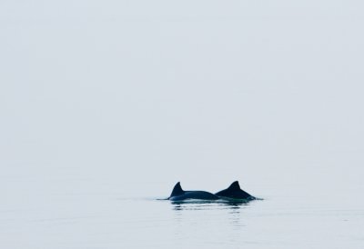 Harbour Porpoise mother-calf pair 01