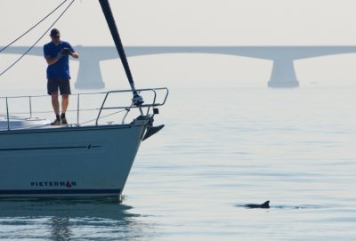 Harbour Porpoises can sometimes be viewed up-close from from a sailing ship...