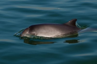 Harbour Porpoise 01