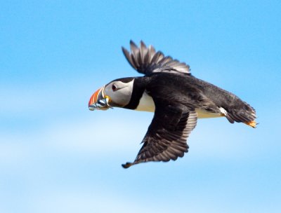 Flying Puffin - Fair Isle