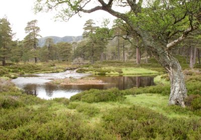 Scottish Pine forest
