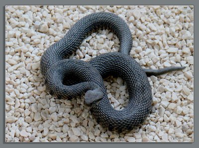 Venomous Snake
