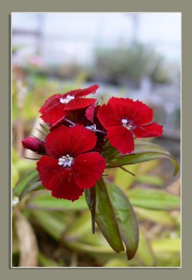 Dianthus