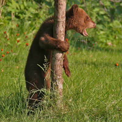 Bear Cub Hanging on Tree