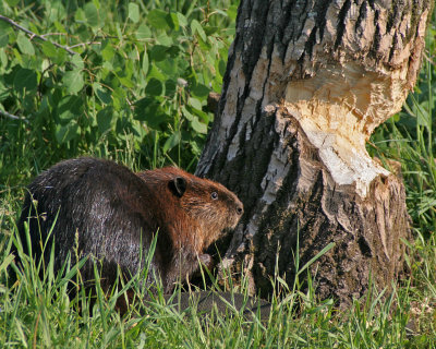 Beaver at Tree