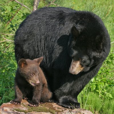 Black Bear Cinnamon Cub